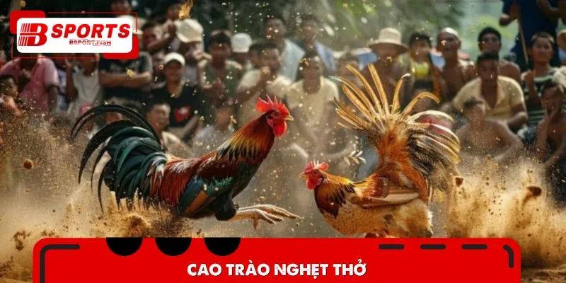 Chiến kê phân định thắng thua bằng cuộc đối đầu máu lửa